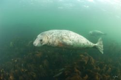 A pair of Grey Seals. Farne Islands, England.
Nikon d70 ... by Mike Clark 